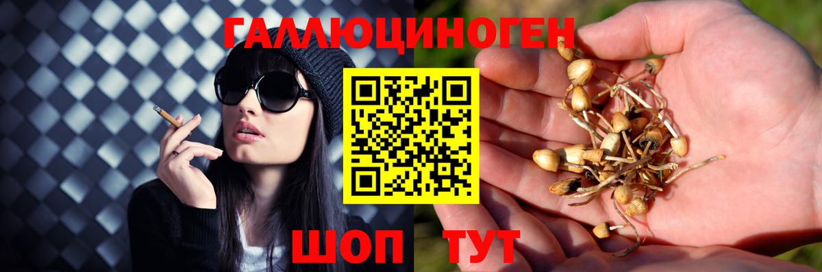 Псилоцибиновые грибы мухоморы Дербент